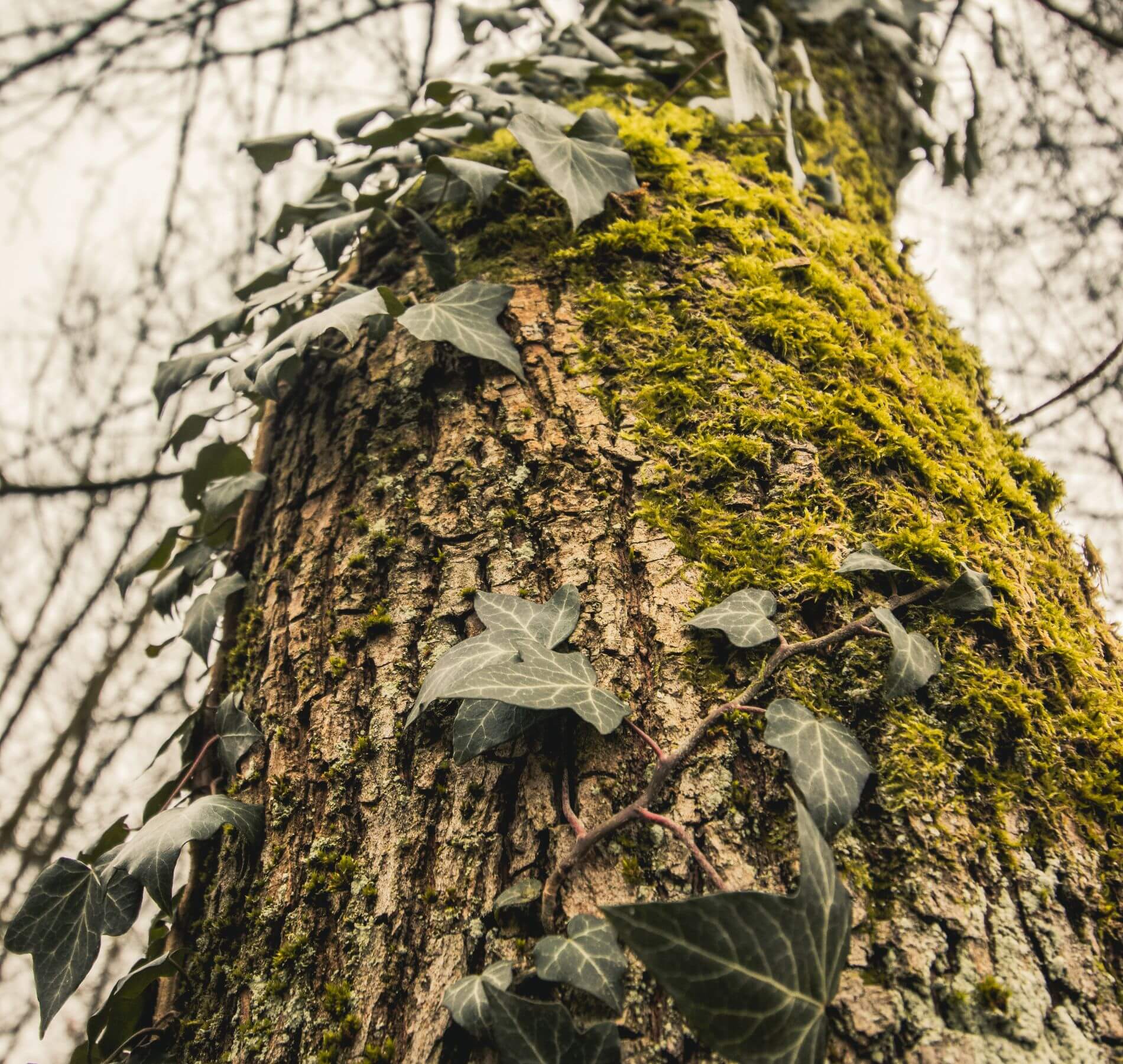 Moss growing on the north side of a tree, indicating natural navigation signs.